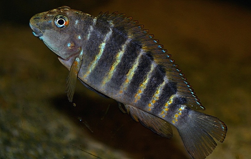 Eretmodus marksmithi 'Rumonge'